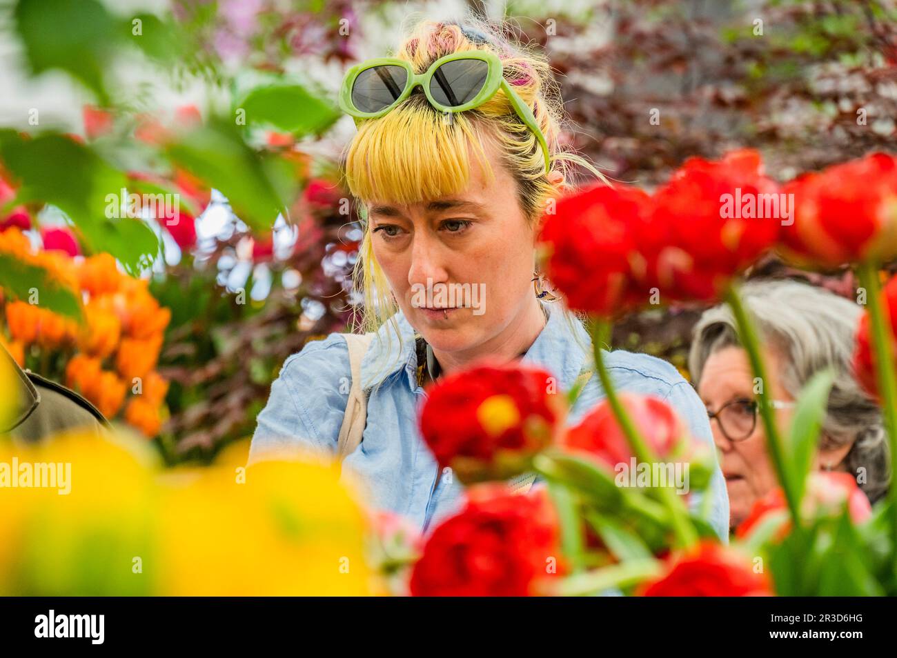 Londra, Regno Unito. 23rd maggio, 2023. Tlips e altri fiori su Bloms Bulbs - il Chelsea Flower Show 2023. Credit: Guy Bell/Alamy Live News Foto Stock
