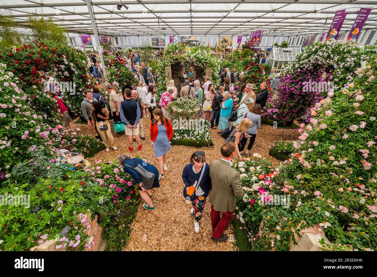 Londra, Regno Unito. 23rd maggio, 2023. Lo stand Peter Beales - il Chelsea Flower Show 2023. Credit: Guy Bell/Alamy Live News Foto Stock