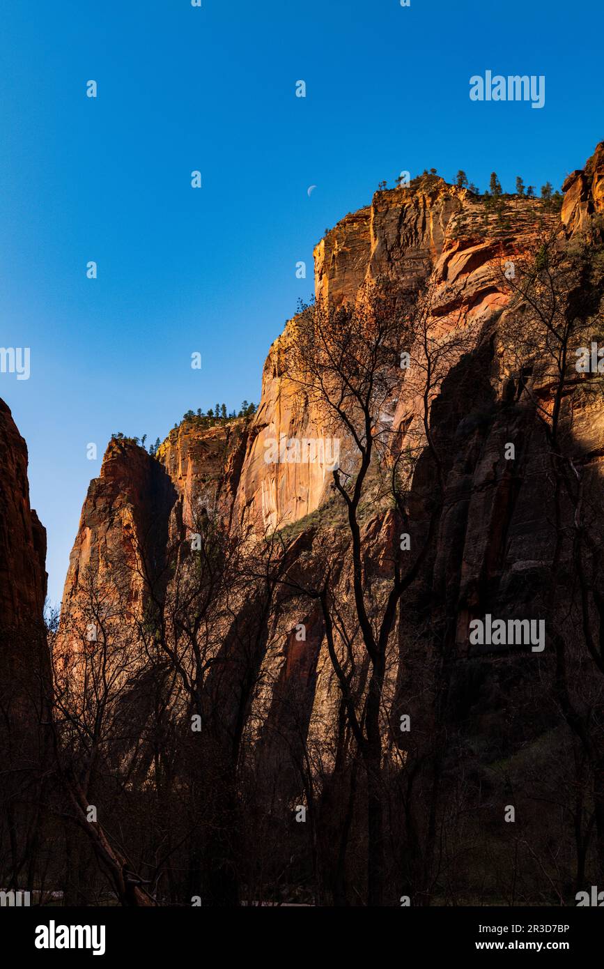Vista dal Riverside Walk Trail; dal Zion National Park; dallo Utah; dagli Stati Uniti Foto Stock