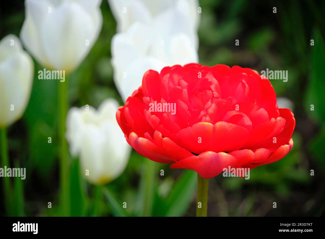 Tulipano rosso terry miranda sfondo verde Foto Stock