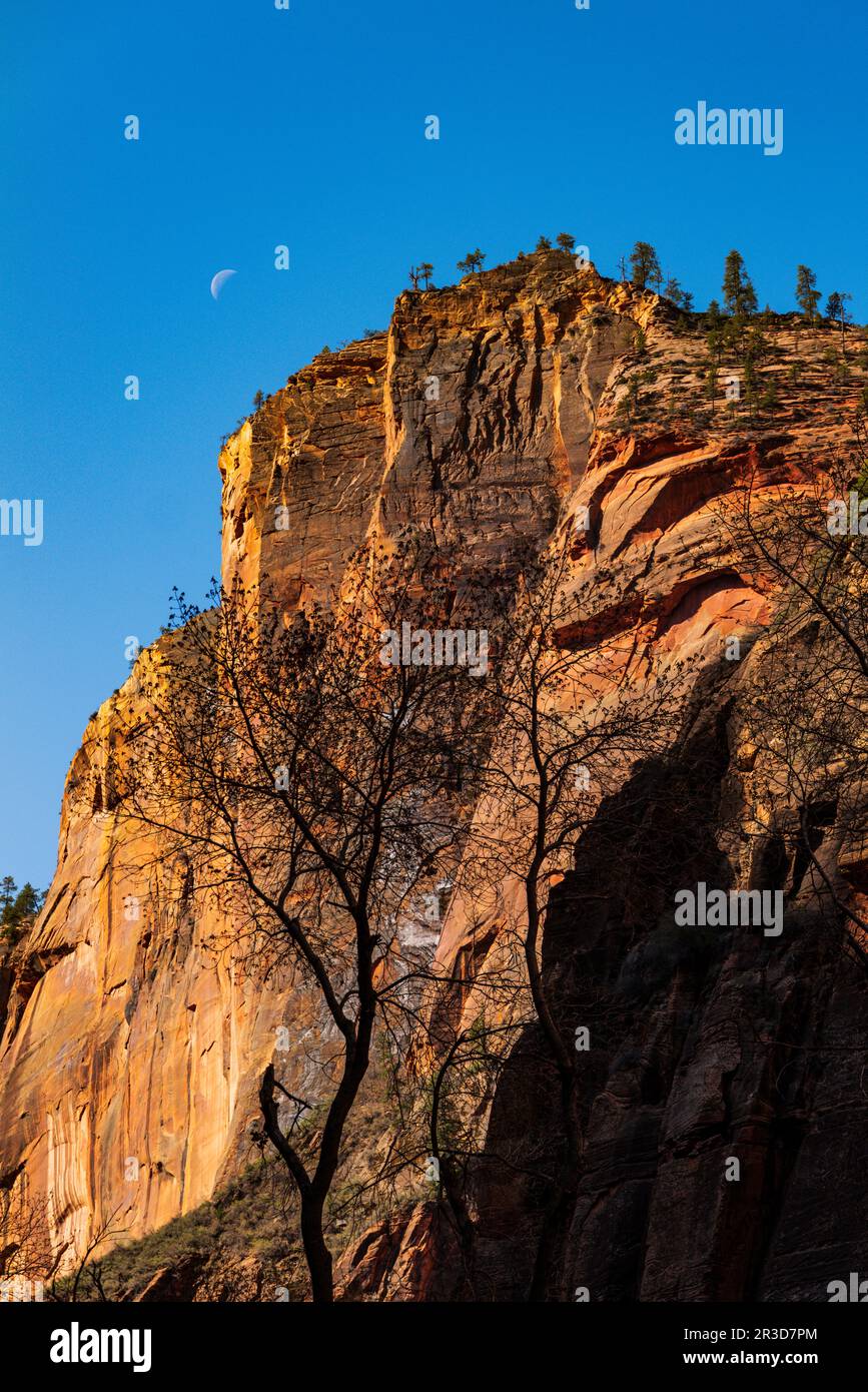 Vista dal Riverside Walk Trail; dal Zion National Park; dallo Utah; dagli Stati Uniti Foto Stock