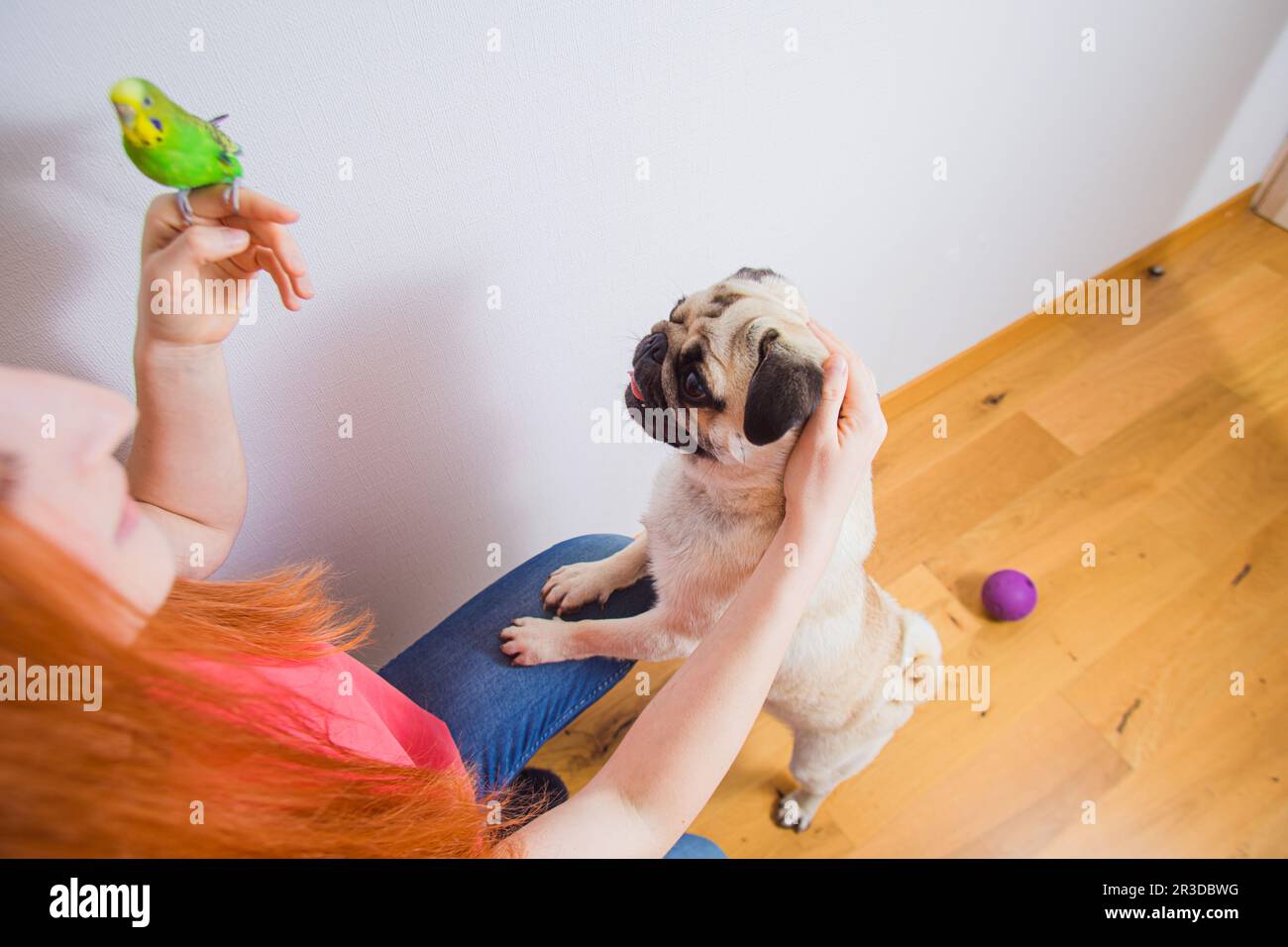 La padrona di casa insegna agli animali domestici di andare avanti Foto Stock