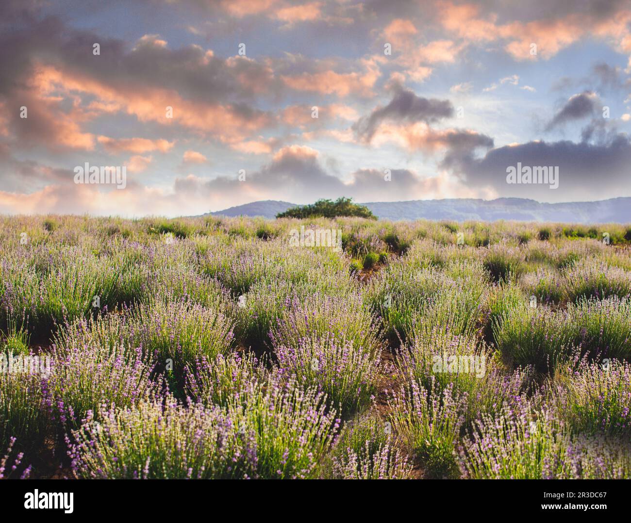 La piantagione dove si coltiva la lavanda meravigliosa Foto Stock