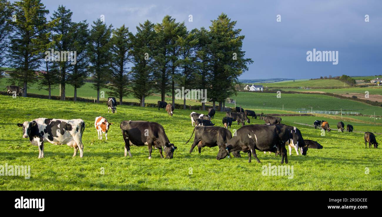 Una mandria di mucche pascolano su un prato verde di un campo agricolo in Irlanda. Animali al pascolo libero, fattoria biologica. Mandria di mucche che pascolano su un prato verde i Foto Stock