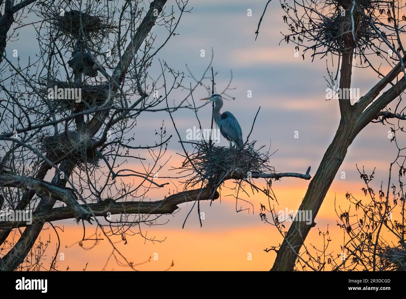 Great Blue Heron Rookery at Sunset a Minneapolis, Minnesota, al Marshall Terrace Park sul fiume Mississippi Foto Stock