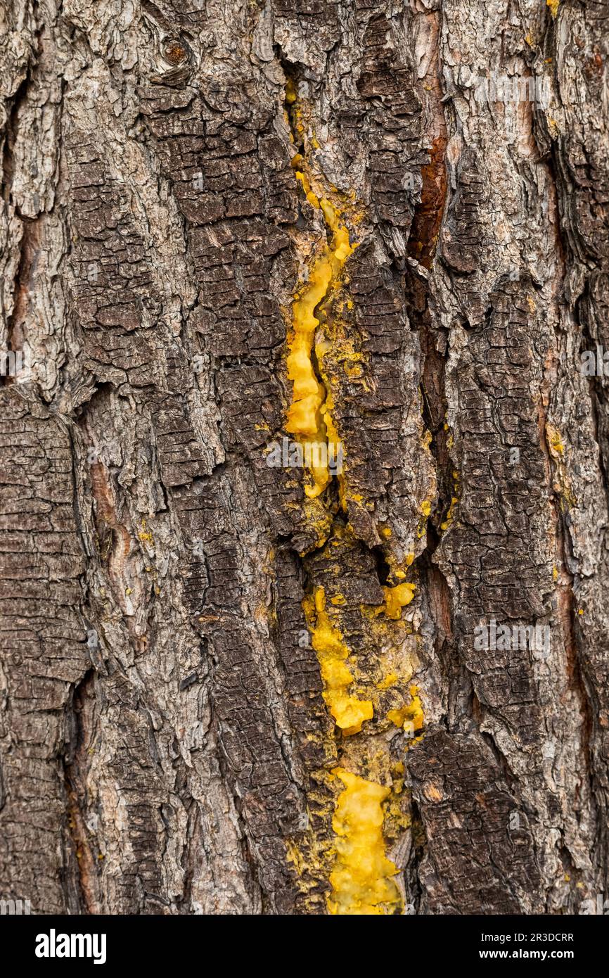 Macro primo piano di corteccia e resina in Pine Forest Foto Stock