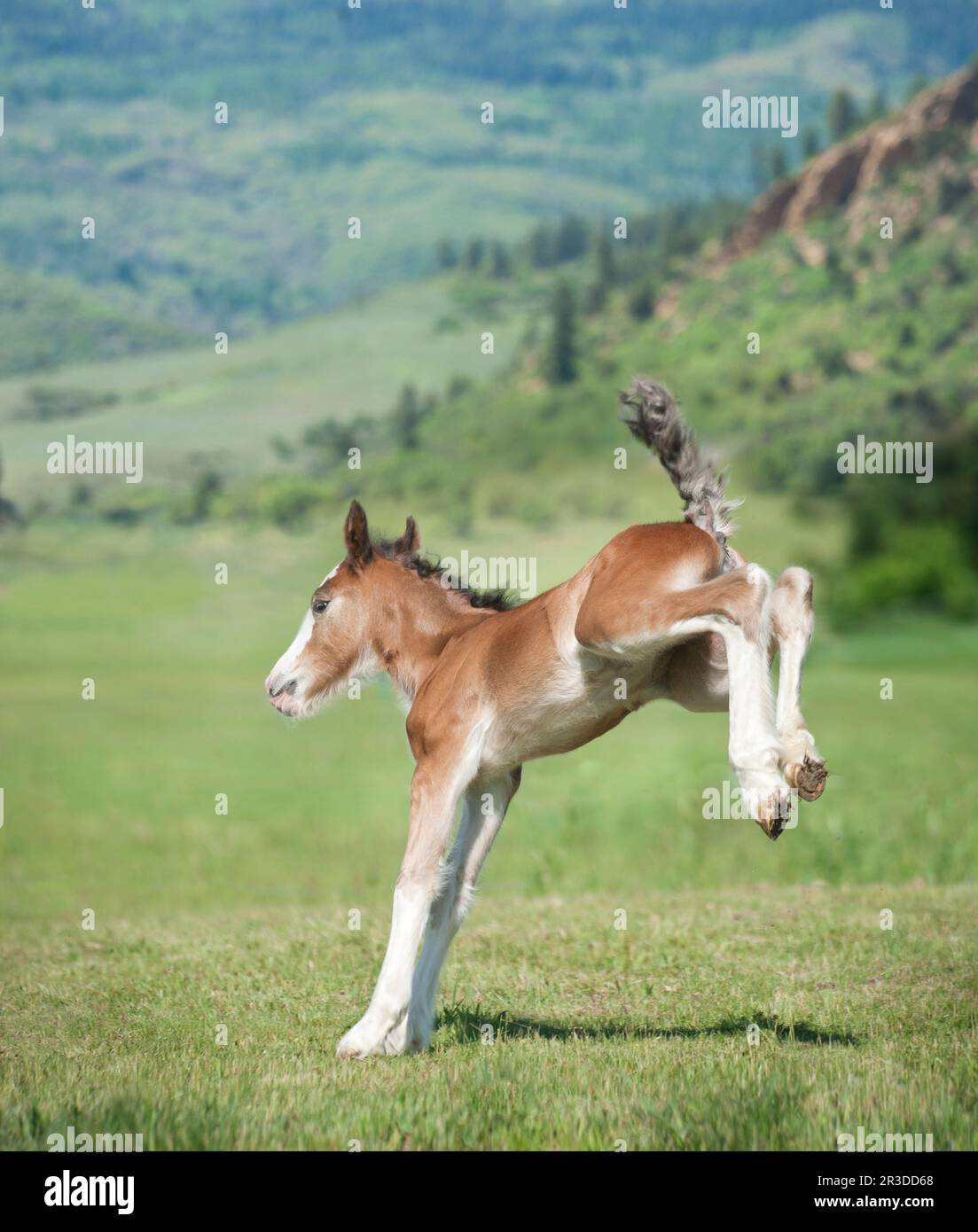 9 ore di Gypsy Vanner Horse romps filly foal e calcia i tacchi in gioco Foto Stock