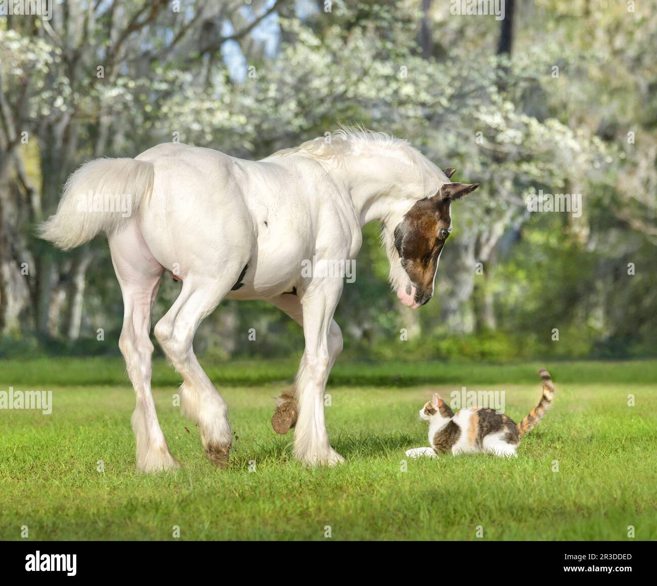 Curioso zingaro Vanner Cavallo colt Foal interagisce con il gatto in pascolo Foto Stock