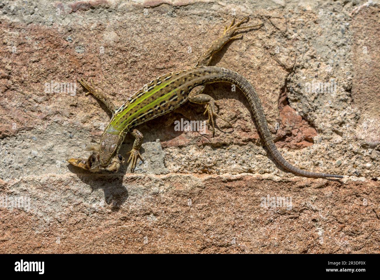 Lucertola muraria italiana (Podarcis muralis) con preda su un muro di pietra in Toscana, Italia, aprile. Foto Stock