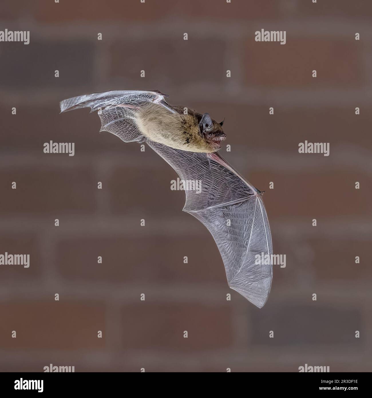 Flying Common Pipistrelle Bat (Pipistrellus pippistrellus) è un piccolo microbat a pipistrelle la cui vasta gamma si estende attraverso la maggior parte dell'Europa, Nord Foto Stock