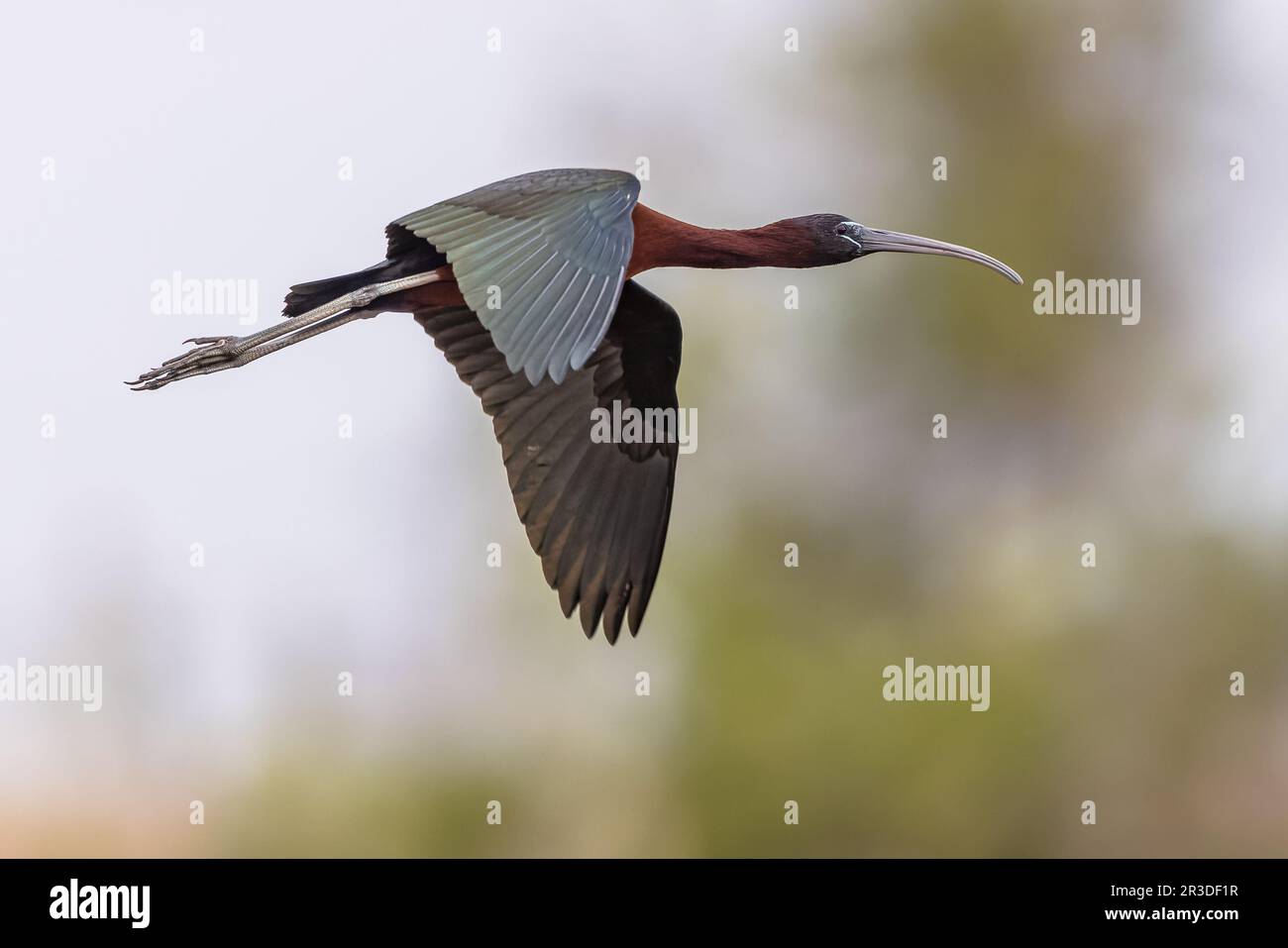 Glossy ibis (Plegadis falcicinellus) che vola nell'habitat della riserva naturale del delta dell'Ebro, Catalogna, Spagna. Foto Stock