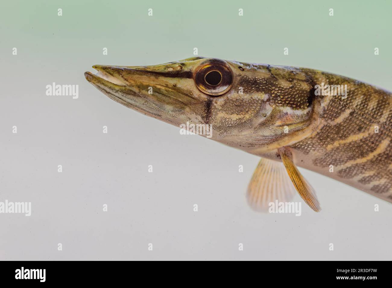 Ritratto di Pike Settentrionale (Esox lucius). È una specie di pesci carnivori d'acqua dolce del genere Esox Clos up di testa di pesce. Fauna selvatica scena di Foto Stock