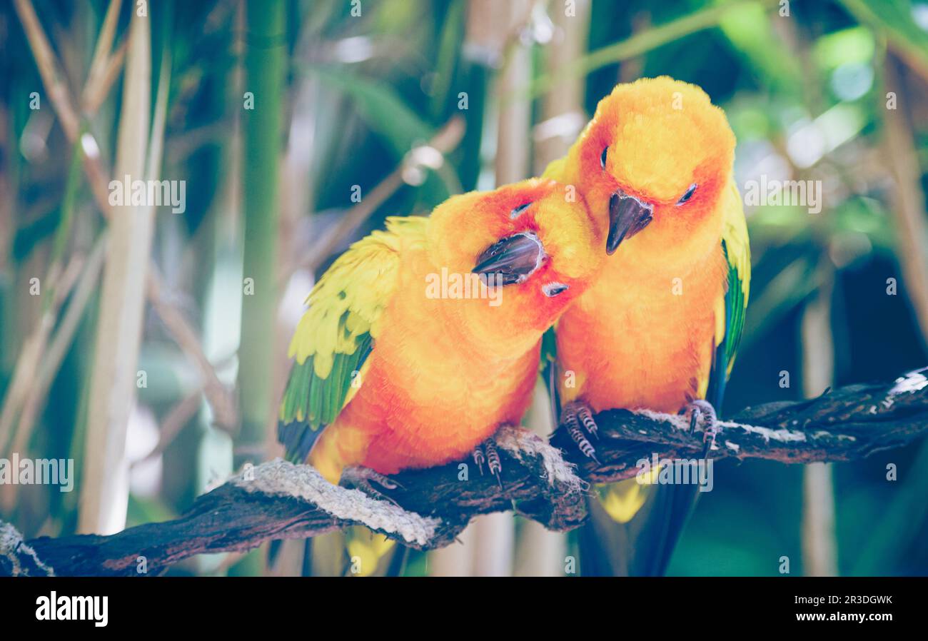 Primo piano di coppia di parakeets sole o sole conura abbracciarsi l'un l'altro. Fotografia reale Foto Stock