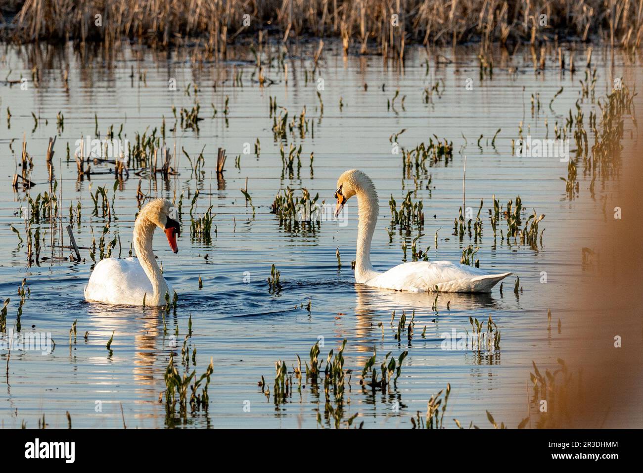 Birdwatching stand Frose Cha Swans Foto Stock