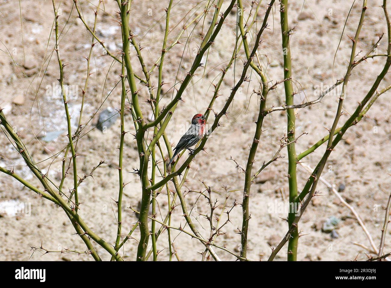 Finch casa, Haemorhous mexicanus, Hausgimpel, Roselin familier, házi pirók, Calico, Contea di San Bernardino, California, Stati Uniti, Nord America Foto Stock