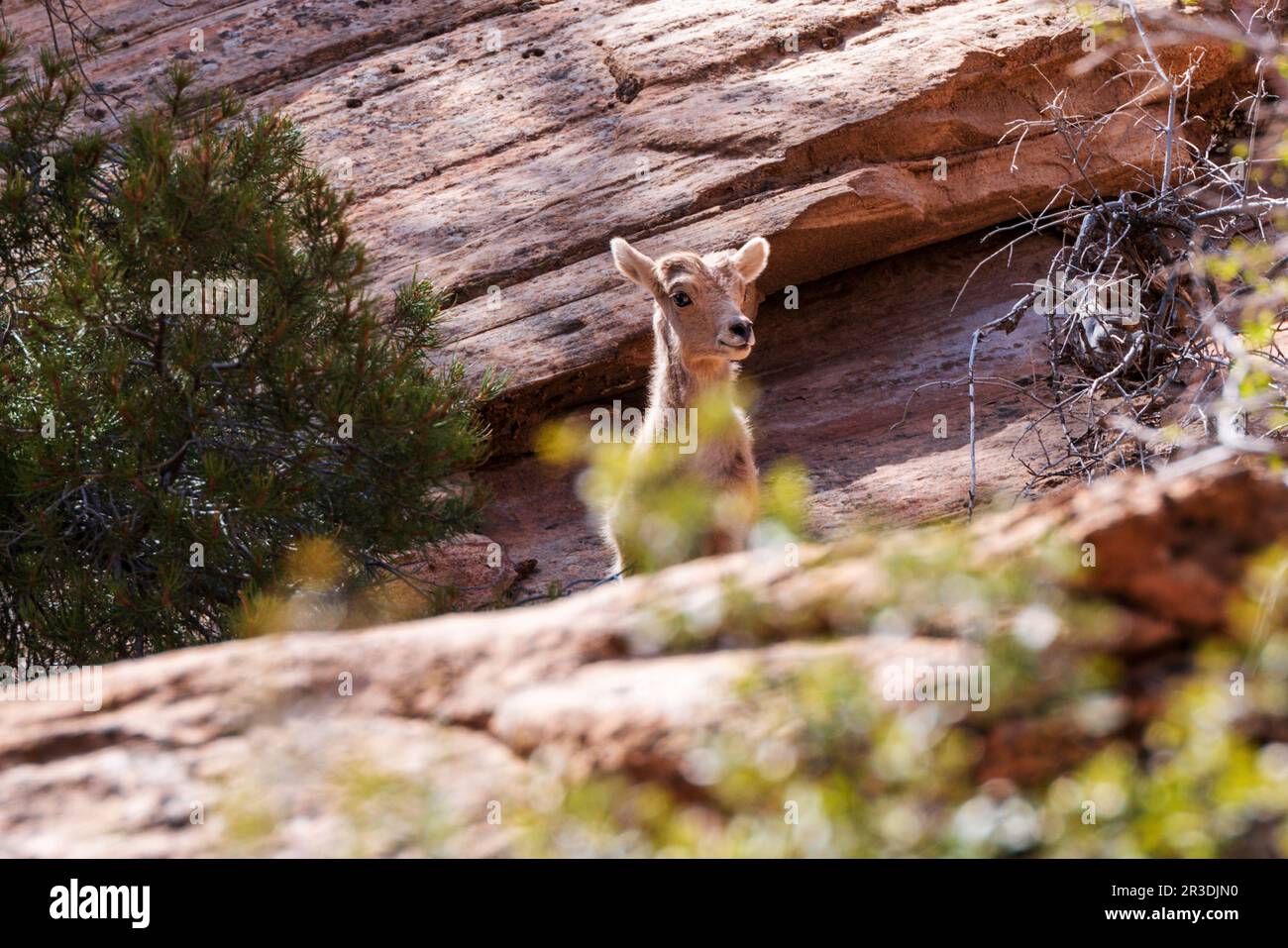 Young Desert Bighorn Sheep; Canyon Overlook Trail; Zion National Park; Utah; USA Foto Stock