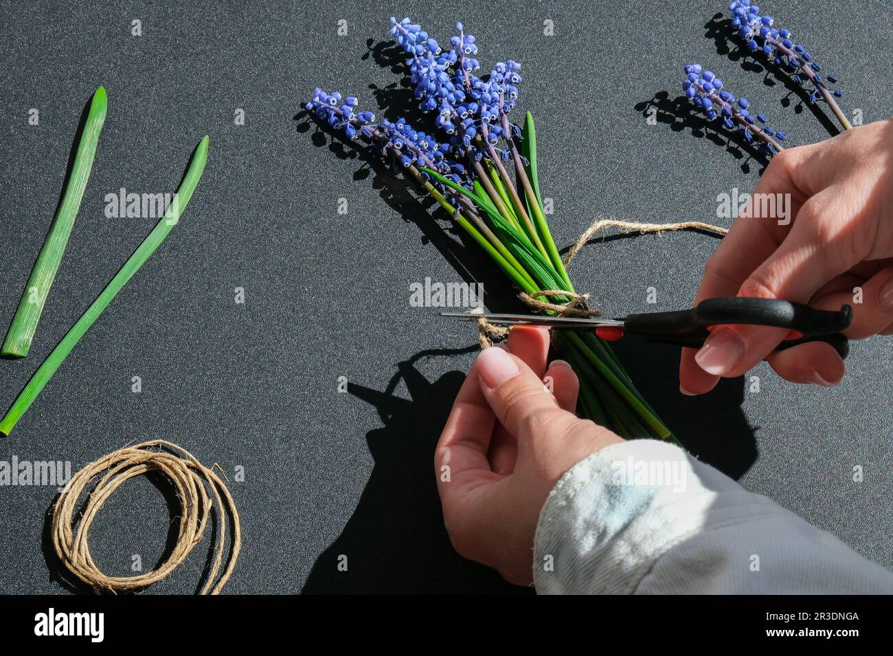 Le mani femminili raccolgono il bouquet di muscari blu come regalo. Fiori potatura. Fioraio in negozio di fiori. Stile ecologico. Fiorista al lavoro Foto Stock