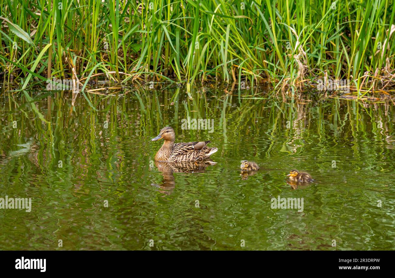 Union Canal, Scozia, Regno Unito, 23rd maggio 2023. UK Weather: Sole primaverile lungo il canale. Nella foto: Un'anatra femminile di mallardo con alcune anatrocche appena schiusa che nuotano nel canale. Credit: Sally Anderson/Alamy Live News Foto Stock