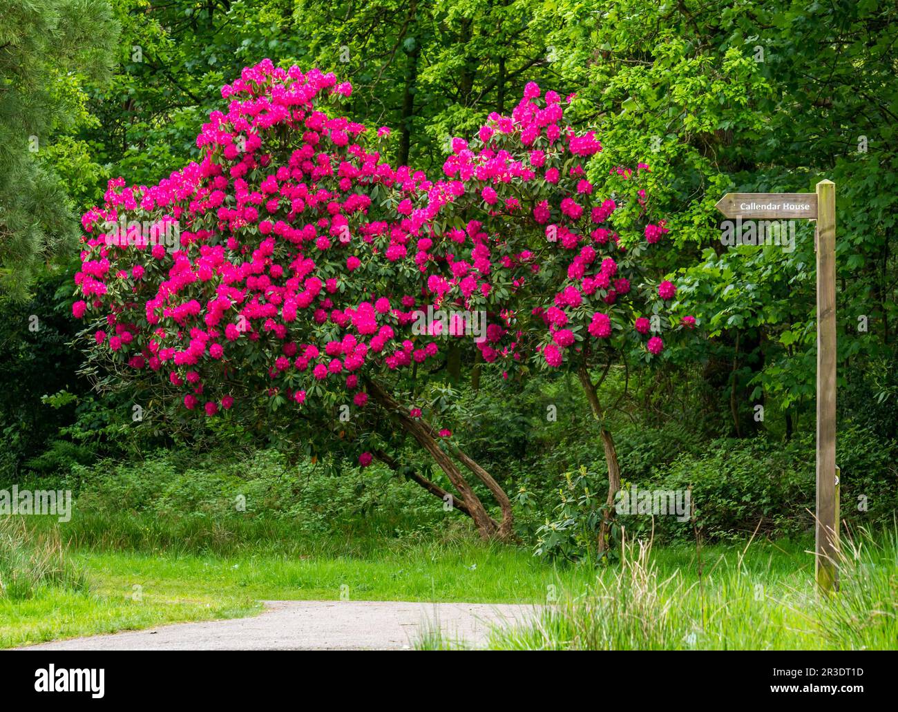 Scozia, Regno Unito, 23rd maggio 2023. UK Weather: Sole primaverile. Nella foto un cespuglio di rododendri in piena fioritura nel Parco Callendar, Falkirk. Credit: Sally Anderson/Alamy Live News Foto Stock
