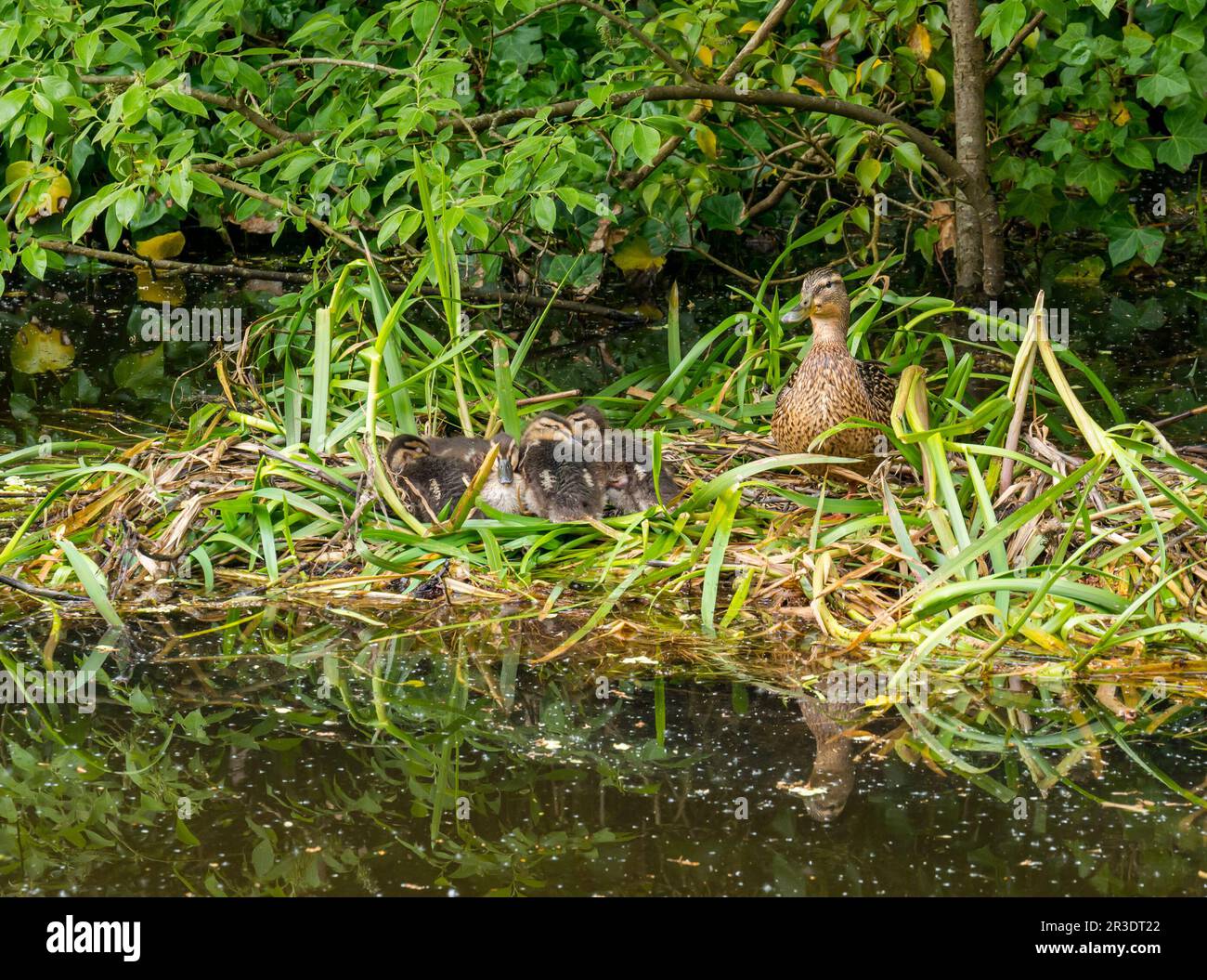 Union Canal, Scozia, Regno Unito, 23rd maggio 2023. UK Weather: Sole primaverile lungo il canale. Nella foto: Un'anatra femminile di mallardo con alcune appena appoggiate su un nido. Credit: Sally Anderson/Alamy Live News Foto Stock