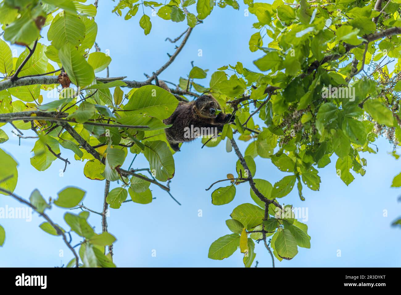 Le cusche dell'orso sull'isola di Togian di Poyalisa in Sulawesi Foto Stock