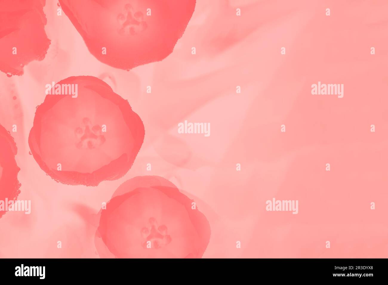 Tulipani di corallo rosa con gocce d'acqua su sfondo rosa pastello, spazio copia Foto Stock