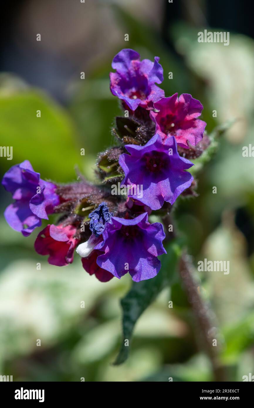 Primo piano di comuni fiori di Lungwort (pulmonaria officinalis) in fiore Foto Stock