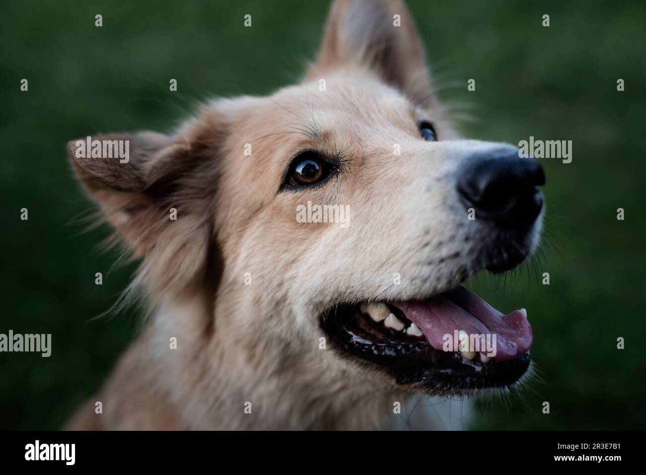 Museruola per cani Foto Stock