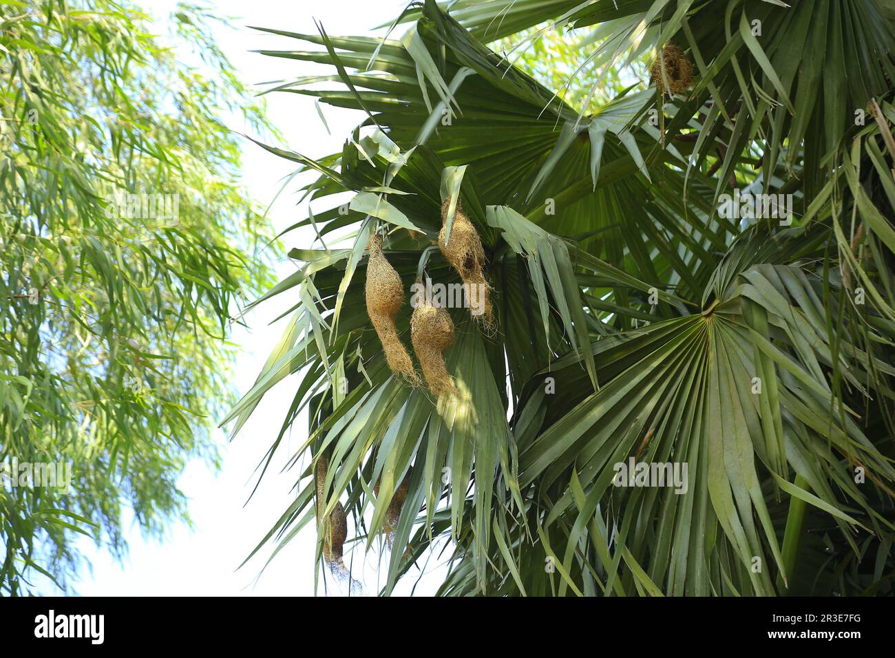 Weaver Bird nido, l'uccello weaver è uccello creativo in Bangladesh Foto Stock