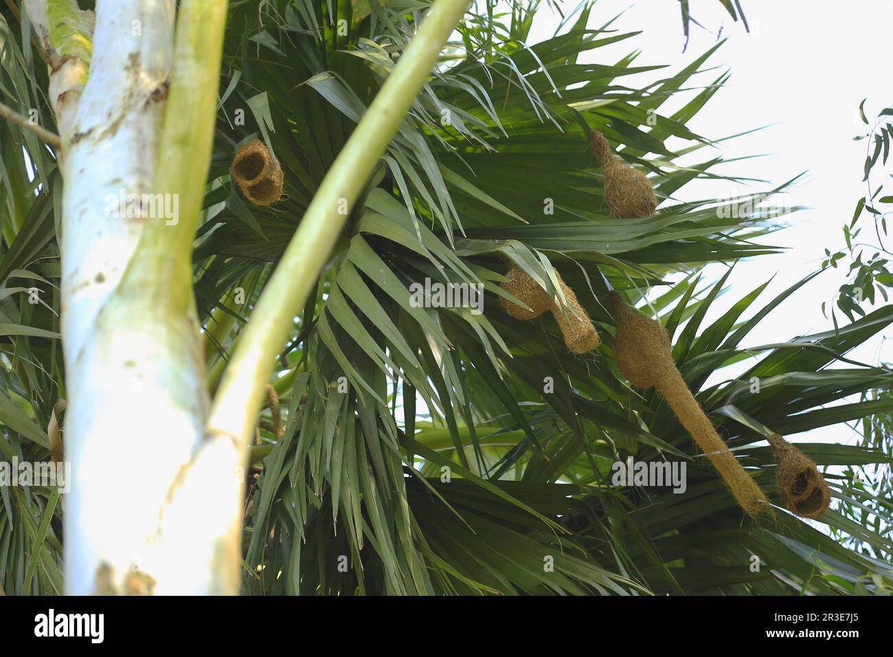 Weaver Bird nido, l'uccello weaver è uccello creativo in Bangladesh Foto Stock