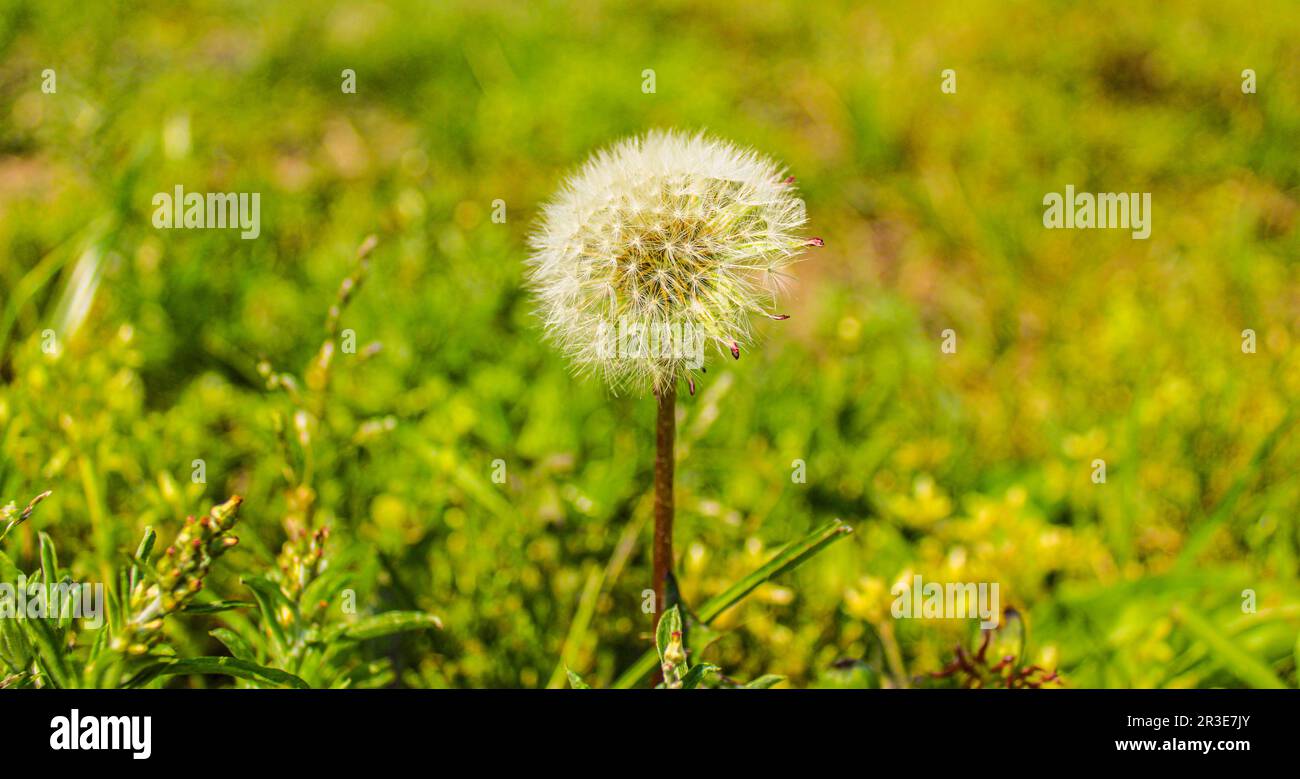 Comune Dandelion pianta Wildflower siccità Foto Stock