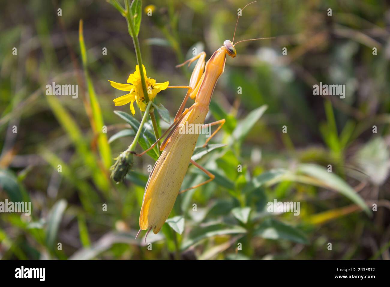 Il predatore mantis caccia nella caduta in erba, mimetizzazione in giallo Foto Stock
