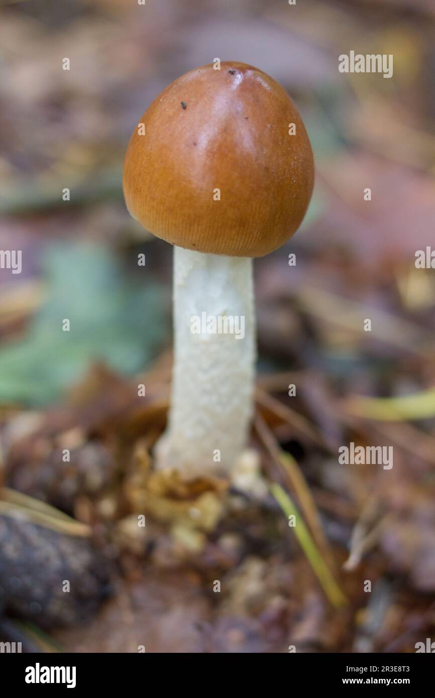 Fungo Amanita fulva in pineta Foto Stock