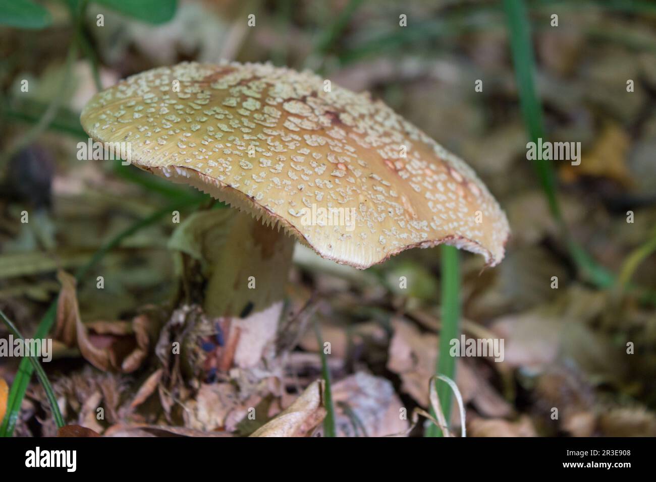 Autunno cresce fungo Amanita panterina avvelenata Foto Stock