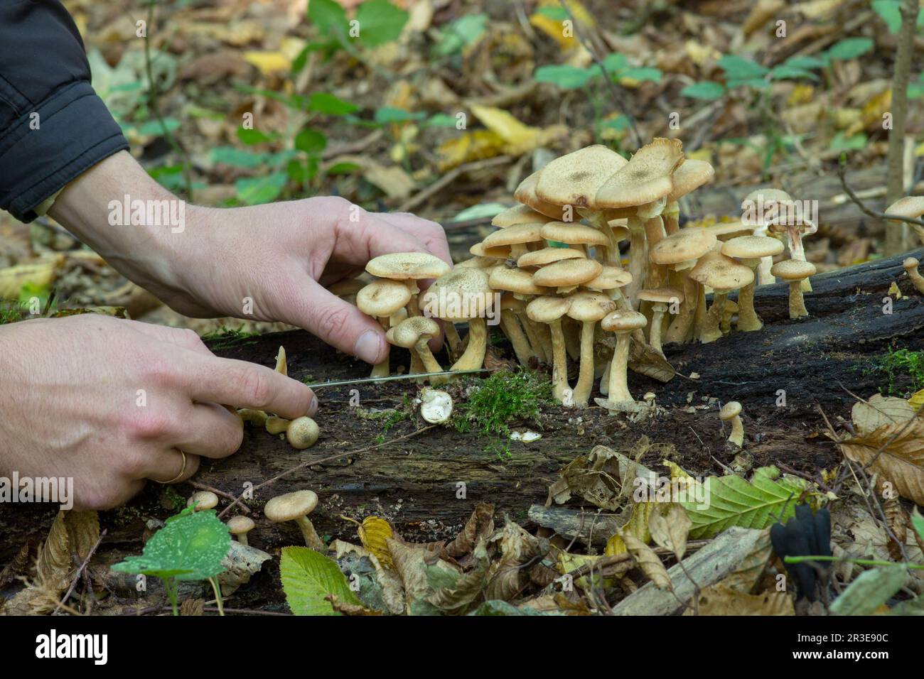 L'uomo la raccolta di funghi e castagne nella foresta Foto Stock