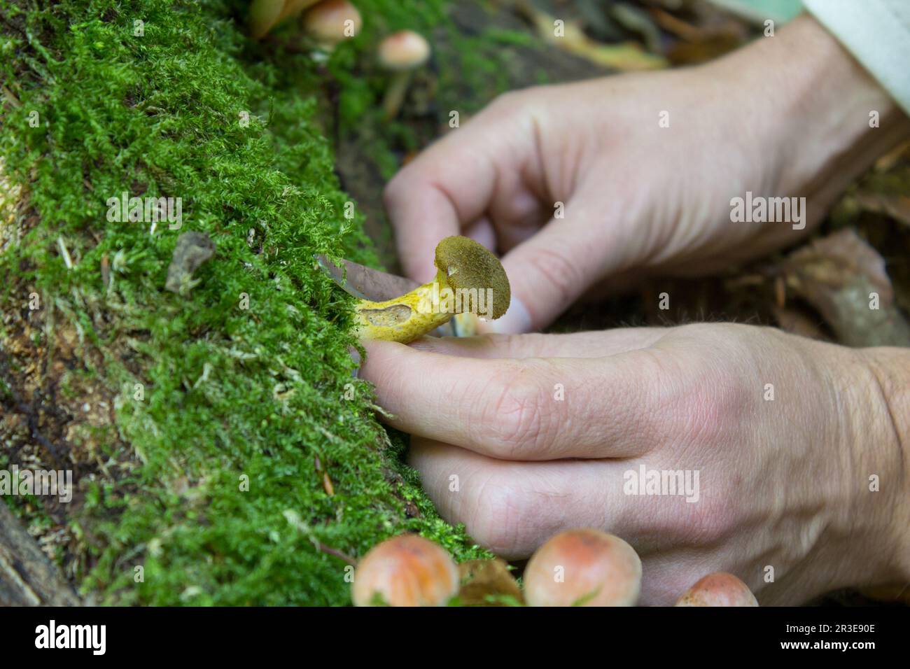 La raccolta di funghi nella foresta Foto Stock