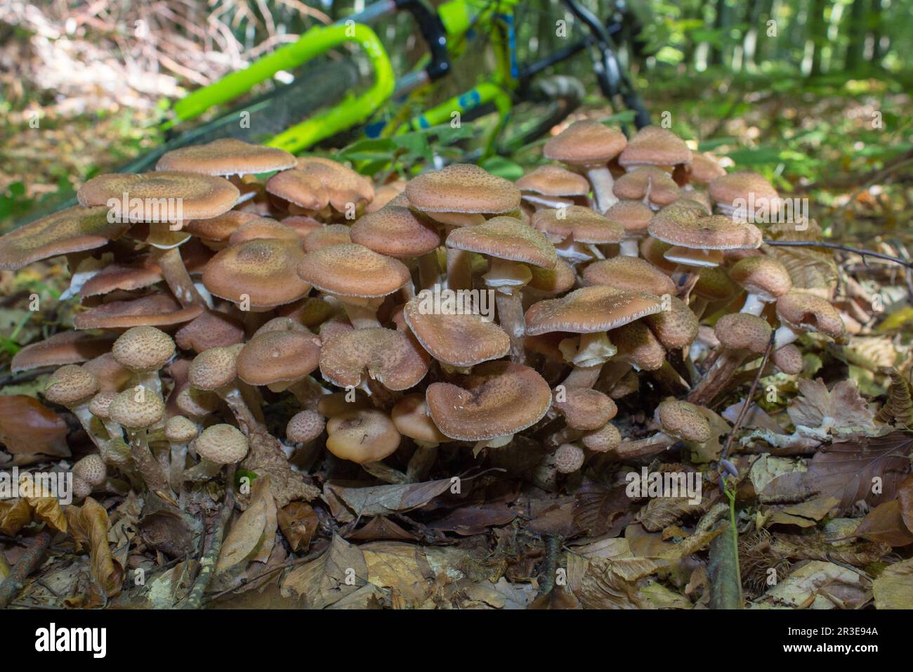 Miele i funghi agarici crescono su un albero nella foresta autunnale. Gruppo di funghi selvatici. Foto Stock