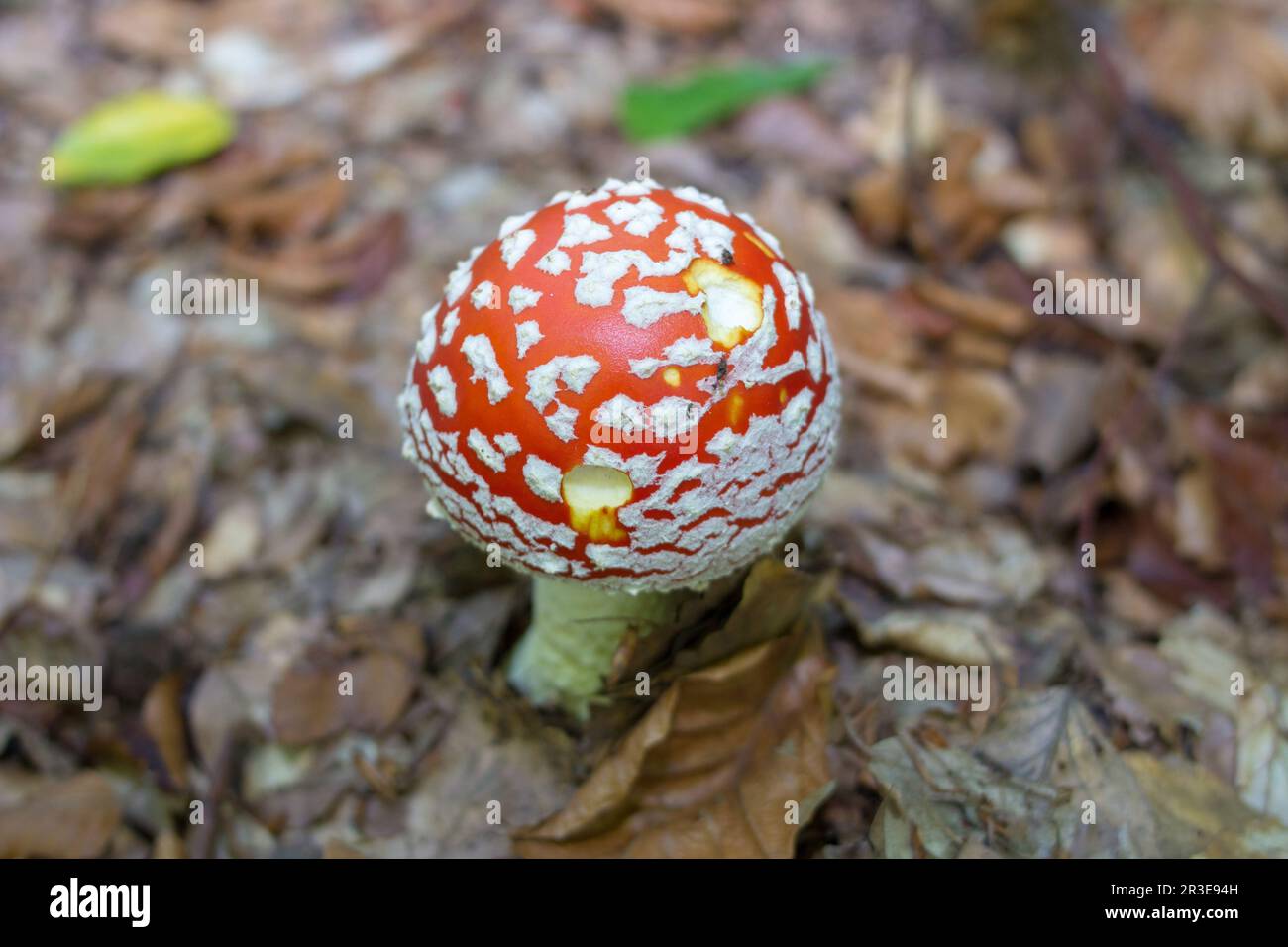 Nei boschi cresce il piccolo fungo Amanita muscaria Foto Stock