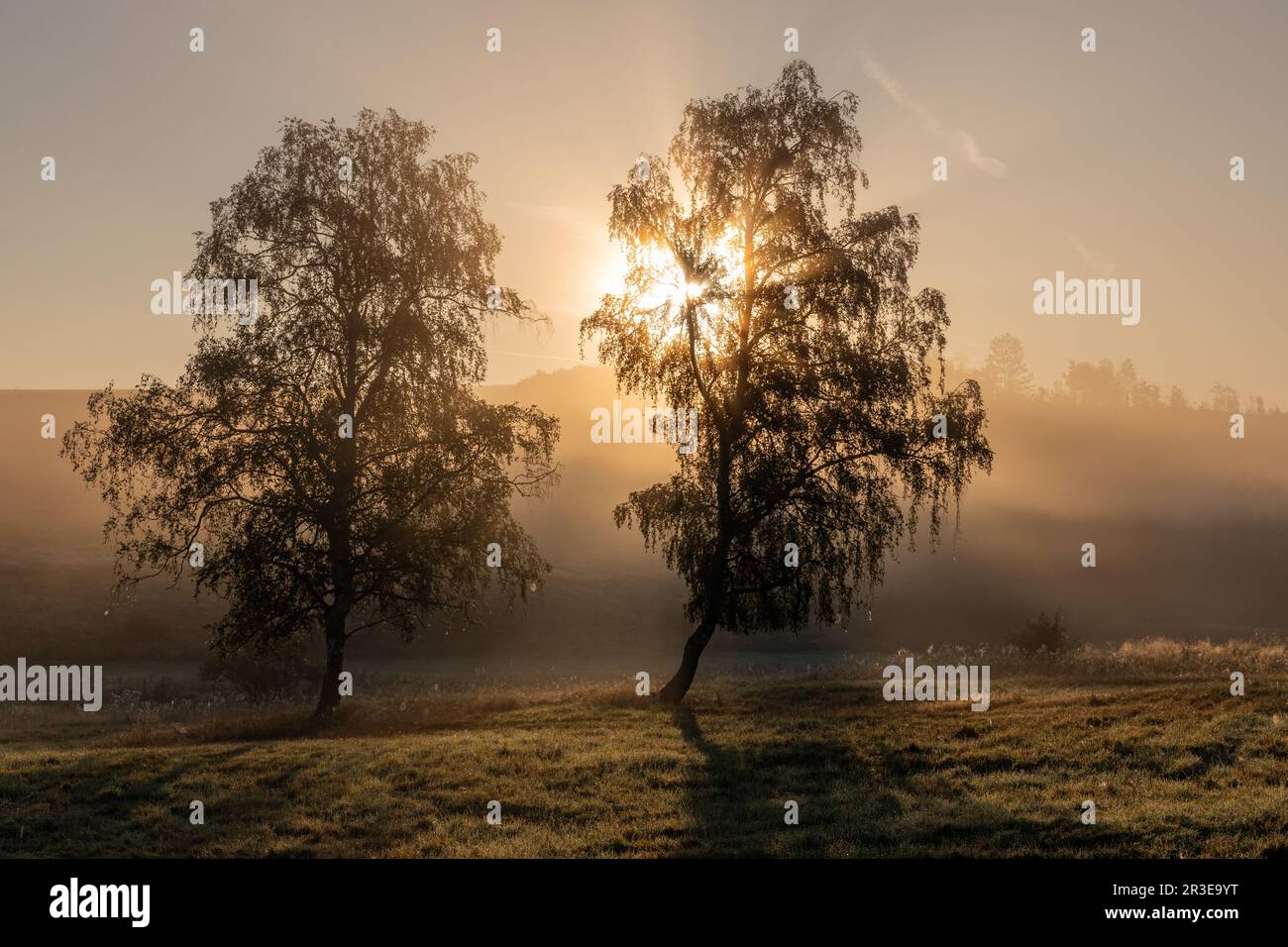 Nebbia alberi di umore in nebbia Foto Stock