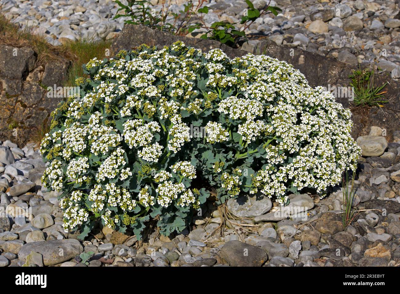 Crambe maritima (cavolo di mare) una pianta alofitica (resistente al sale) in fiore che si trova principalmente su ciottoli costieri. Si verifica in Europa fino al Caucaso. Foto Stock