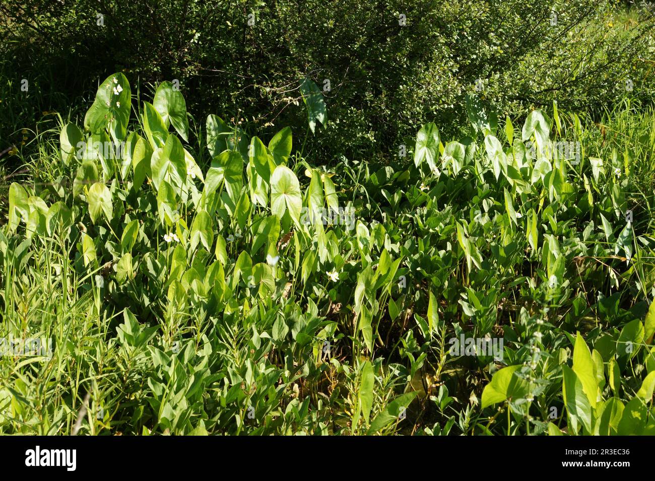 Sagittaria latifolia, freccia a foglia larga Foto Stock
