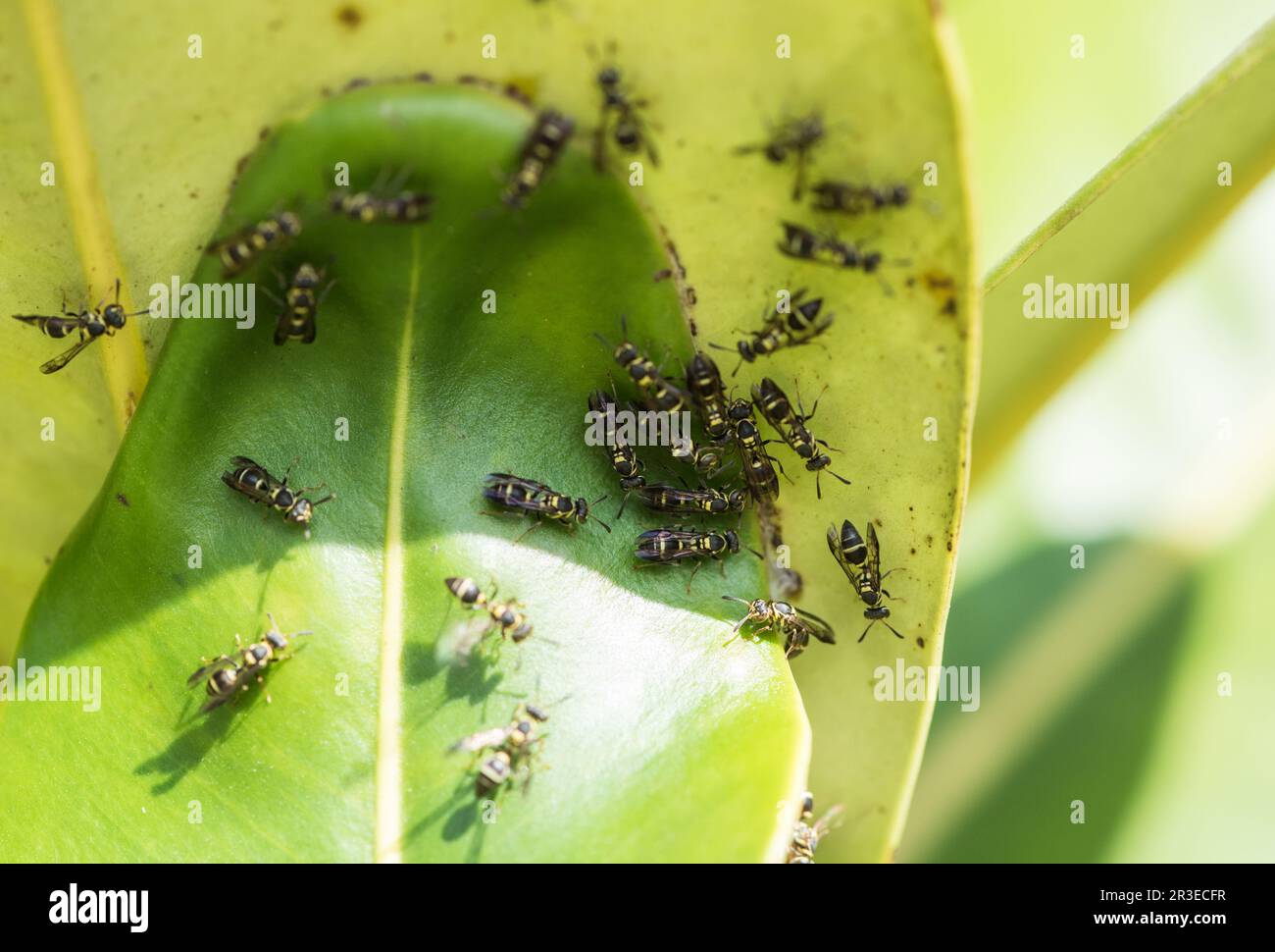 Un nido di vespa sulle foglie a Panama. Probabilmente dal genere Protopolybia Foto Stock