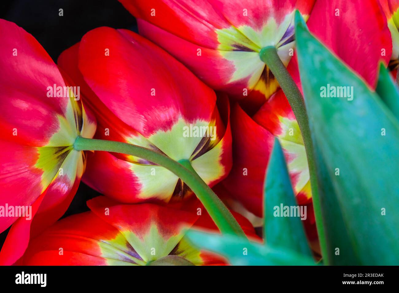 Fiori di tulipano rosso nel giardino. Bellissimi tulipani durante il periodo fiorito. Varietà ibrida. Messa a fuoco selettiva. Molla naturale b Foto Stock