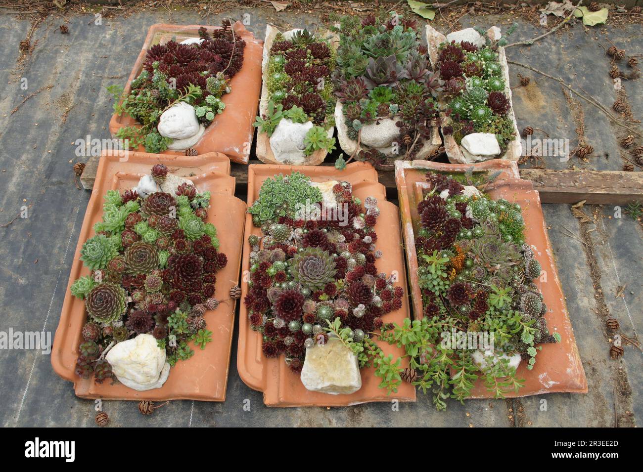 Sempervivum, porri, su piastrelle Foto Stock