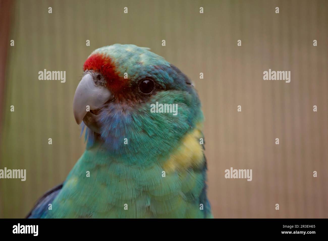 L'Australian Ringneck per lo più verde, con un'evidente fascia gialla sul collo posteriore. I membri del gruppo Mallee hanno una testa e un collo prevalentemente verdi. Foto Stock