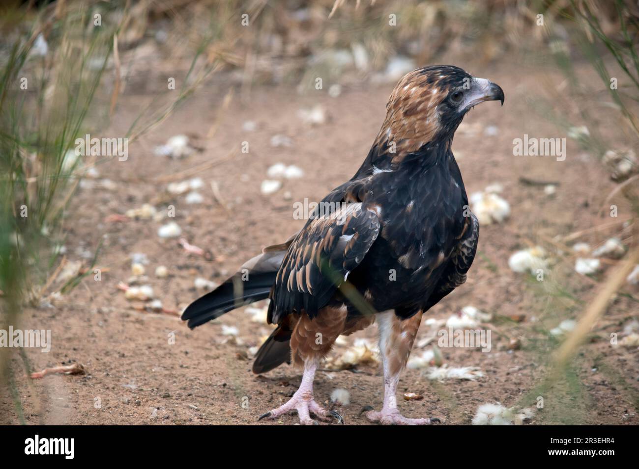 La poiana nera è piuttosto grande, con ampie ali arrotondate, un collo corto e una coda. I buzzard sono di colore variabile da tutto il marrone scuro a. Foto Stock