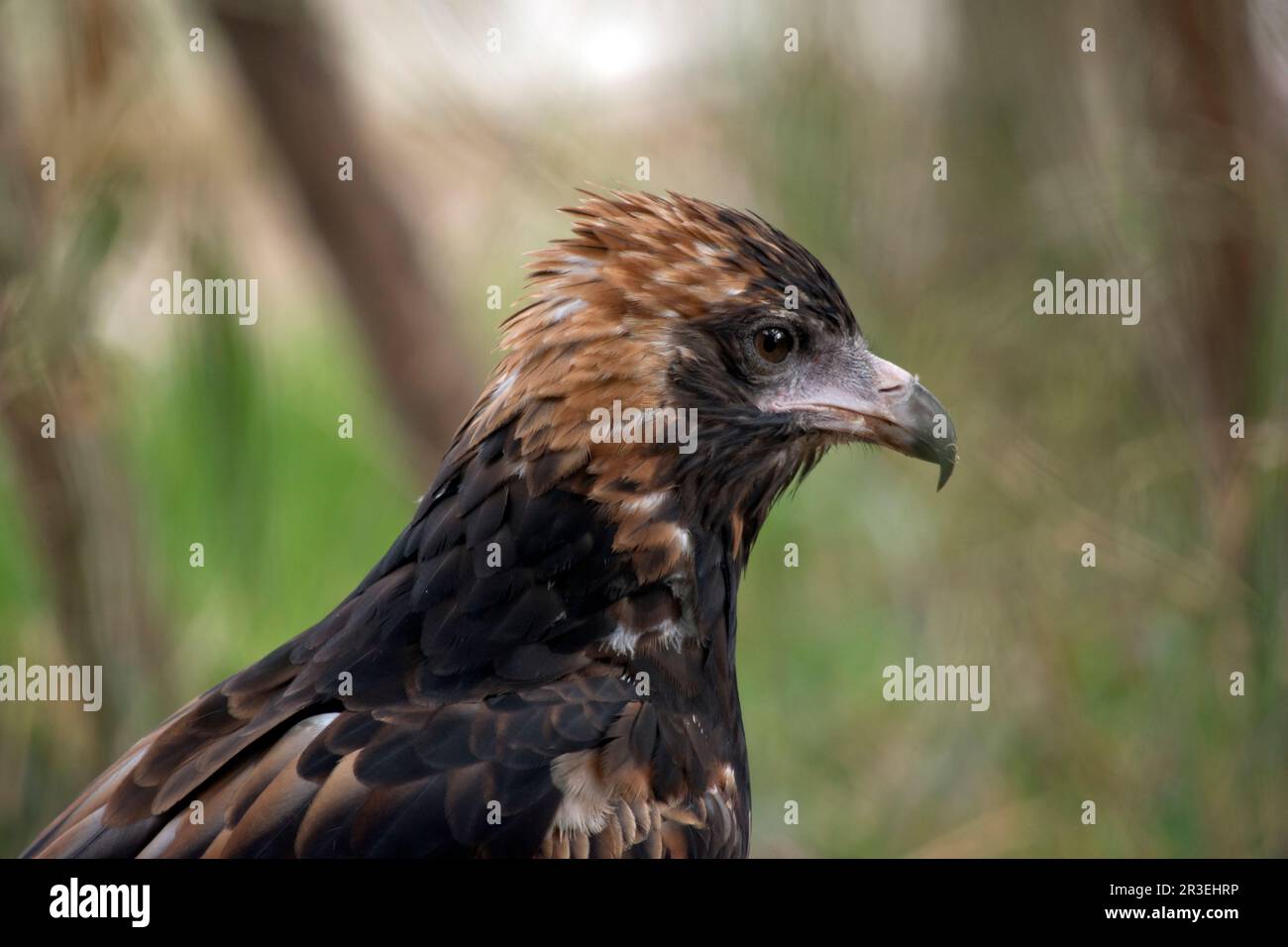 La poiana nera è piuttosto grande, con ampie ali arrotondate, un collo corto e una coda. I buzzard sono di colore variabile da tutto il marrone scuro a. Foto Stock