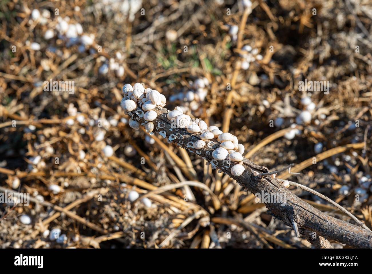 Invasione di lumache a Creta Foto Stock