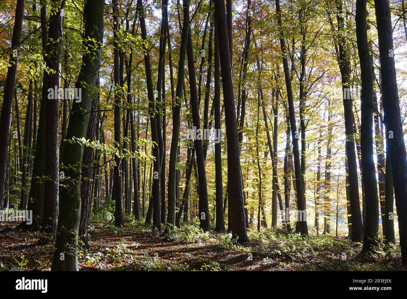 Foresta mista, autunno Foto Stock