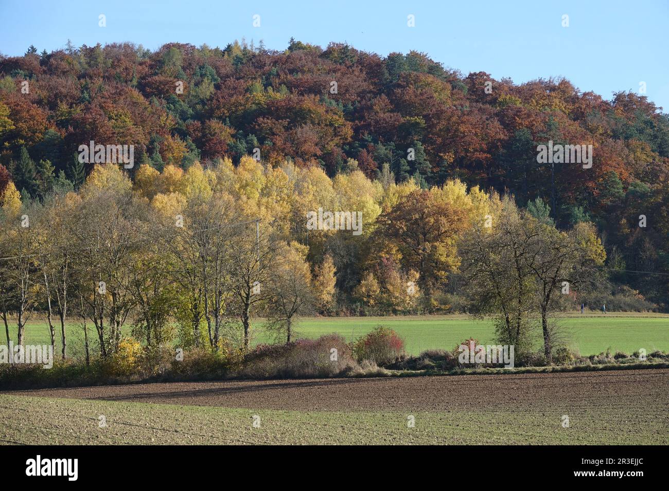 Foresta mista, autunno Foto Stock